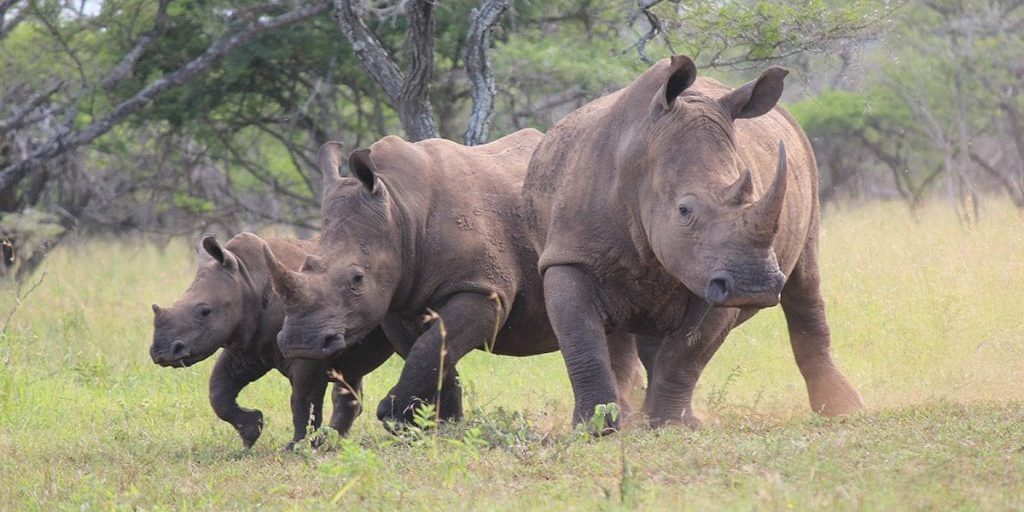 Big Cat Safaris - Rhino Valley Lodge - rhinos