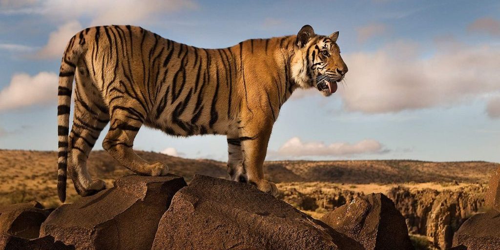 Big Cat Safaris - Large male Tiger on a rock at Tiger Canyon Big Cat Safari Specials